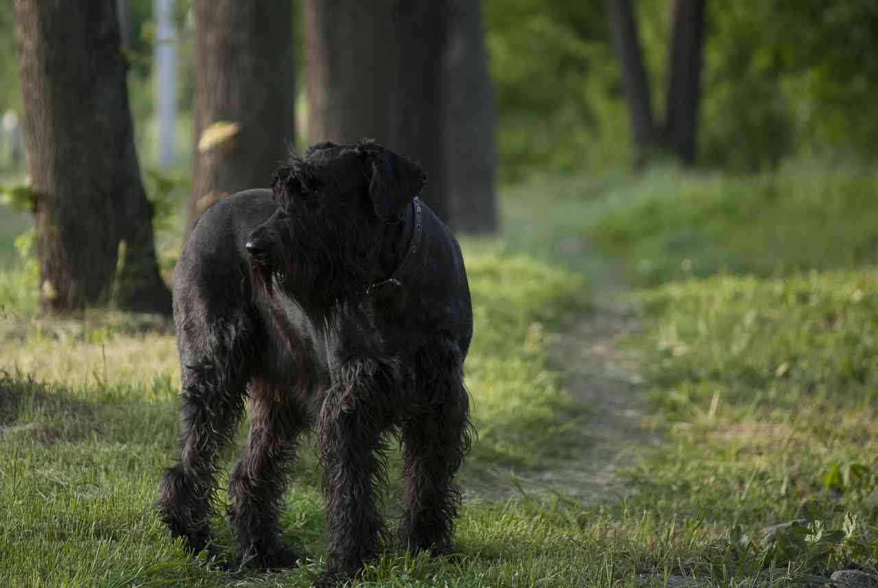 ризеншнауцер на прогулке в парке — рейтинг лучших собак для квартиры sova.live